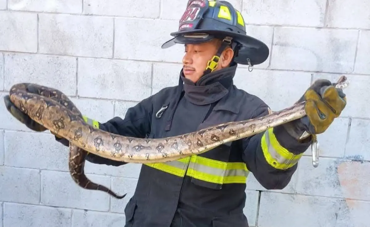 Atrapan una víbora de más de un metro en un supermercado de Mazatlán