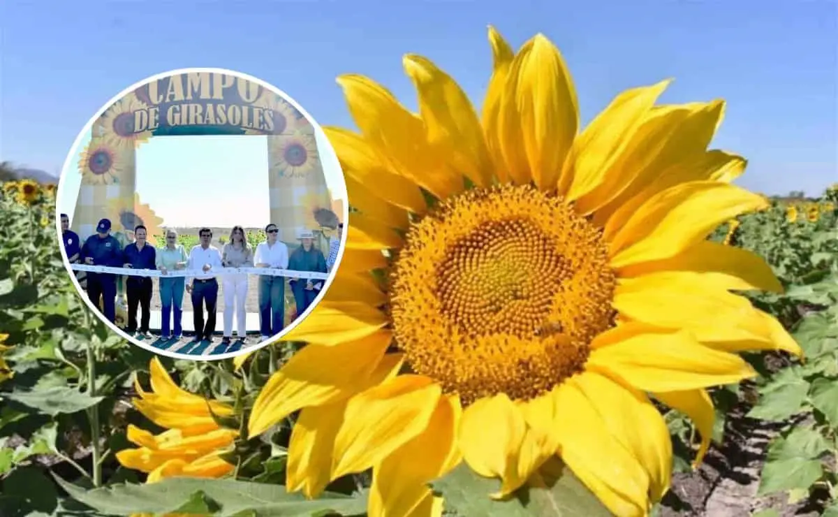 Campo de Girasoles en Mocorito: Todo lo que necesitas saber sobre horarios y precios de entrada
