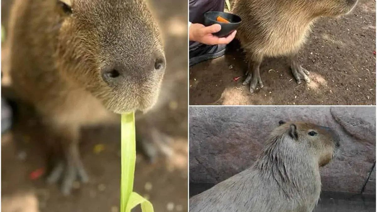 Capibaras en el Zoológico de Culiacán: Horarios y precios de entrada que debes conocer