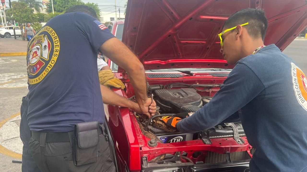 Ciudadanos llaman a bomberos tras hallar una boa en un automóvil