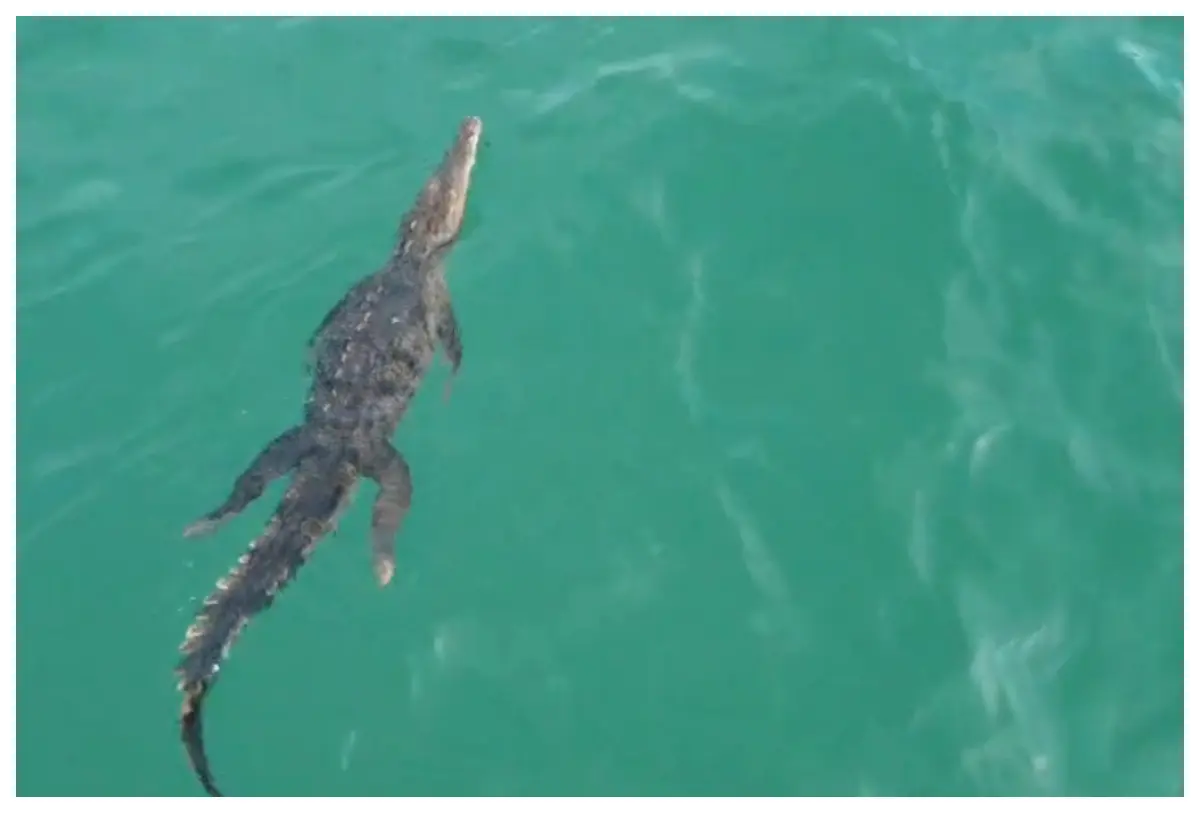 Cocodrilo sorprende a turistas y activa un operativo en las playas de La Huerta | VIDEOS