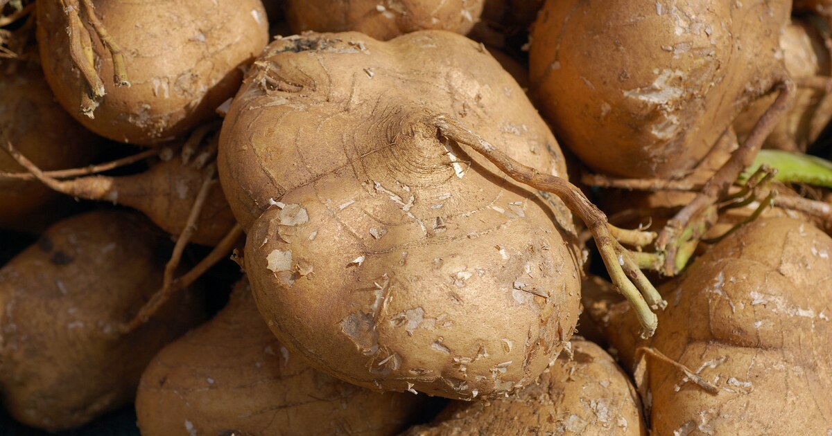Descubre por qué es beneficioso incluir jícama en tu dieta regularmente