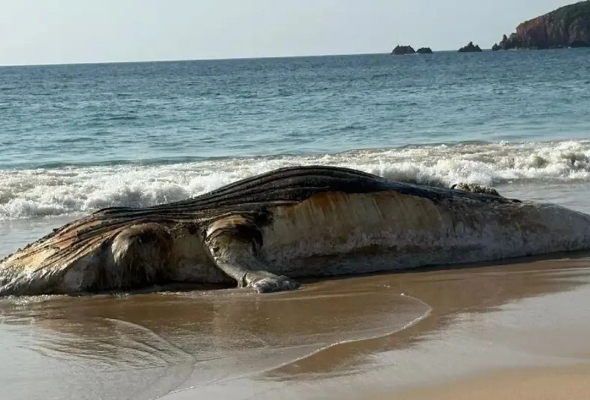 Descubren ballena muerta en Punta Pérula; usuarios cuestionan la respuesta de Profepa