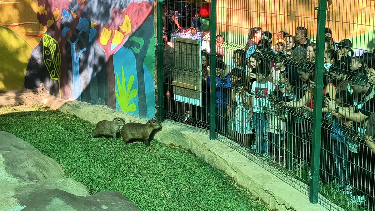 El Zoológico de Culiacán da la bienvenida a sus dos nuevos capibaras con gran entusiasmo