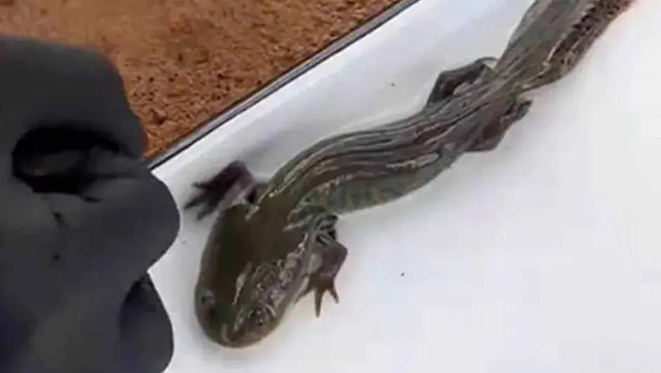 El ajolote del Altiplano vuelve a brillar en Querétaro: UNAM encuentra 50 ejemplares después de 15 años