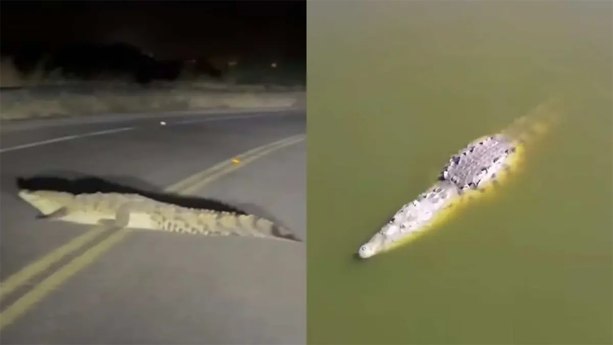 El cocodrilo de la laguna de Guasave: una nueva atracción turística
