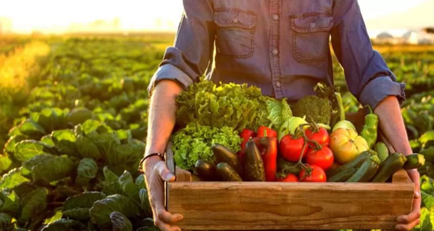 Expertos en agricultura mexicana: ¡Tu opinión es fundamental!