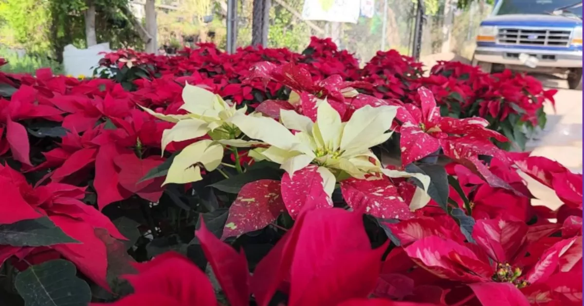 Explora la historia de la nochebuena: de los aztecas a la celebración navideña en Sinaloa