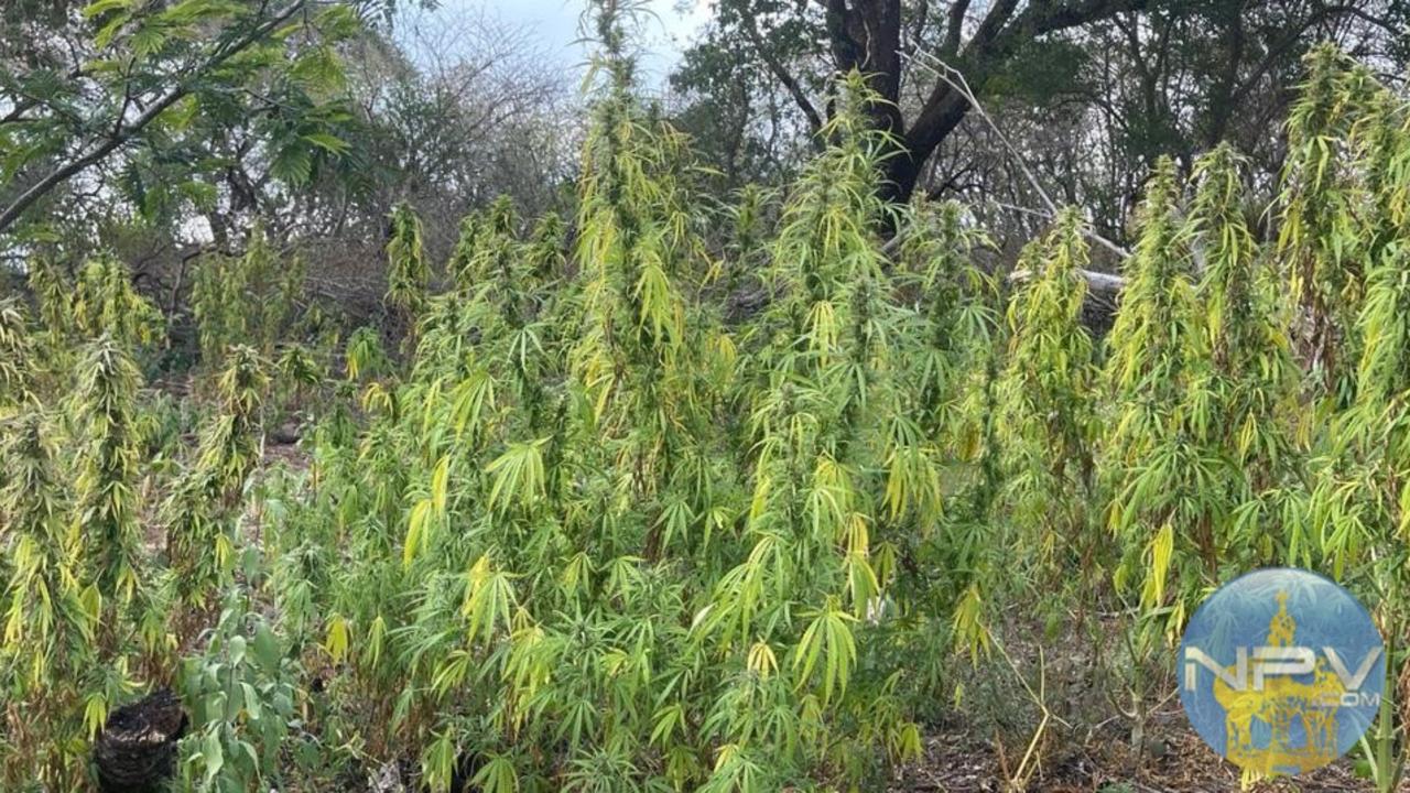 FGR desmantela cultivo de casi dos mil plantas de marihuana en Mascota; no se reportaron arrestos