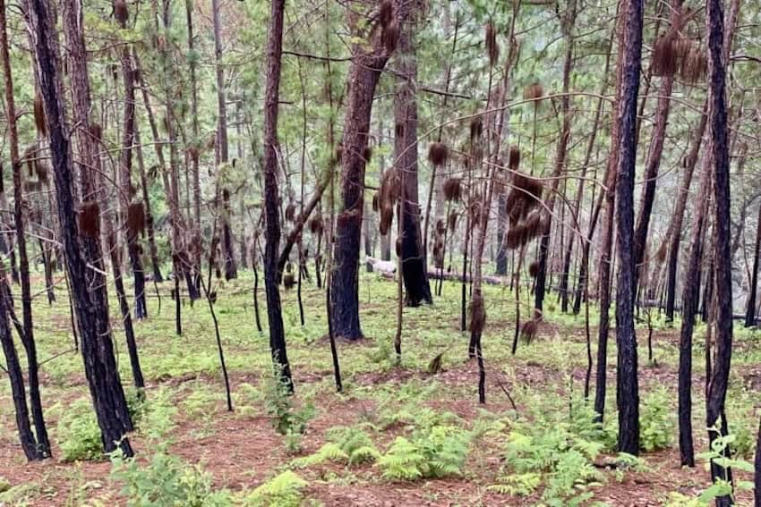 Guerras del cartel de Sinaloa se entrelazan con daños récord por incendios forestales: no es casualidad.