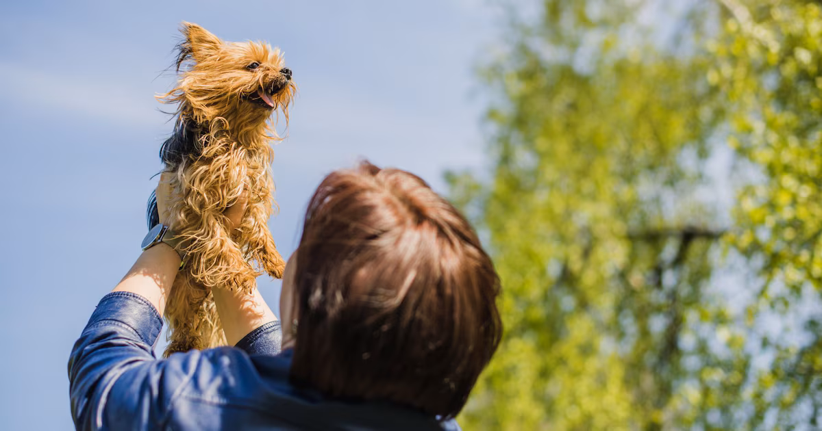 Iztapalapa despide el año con una feria de adopción de perros y gatos: descubre fechas, horarios y lugar