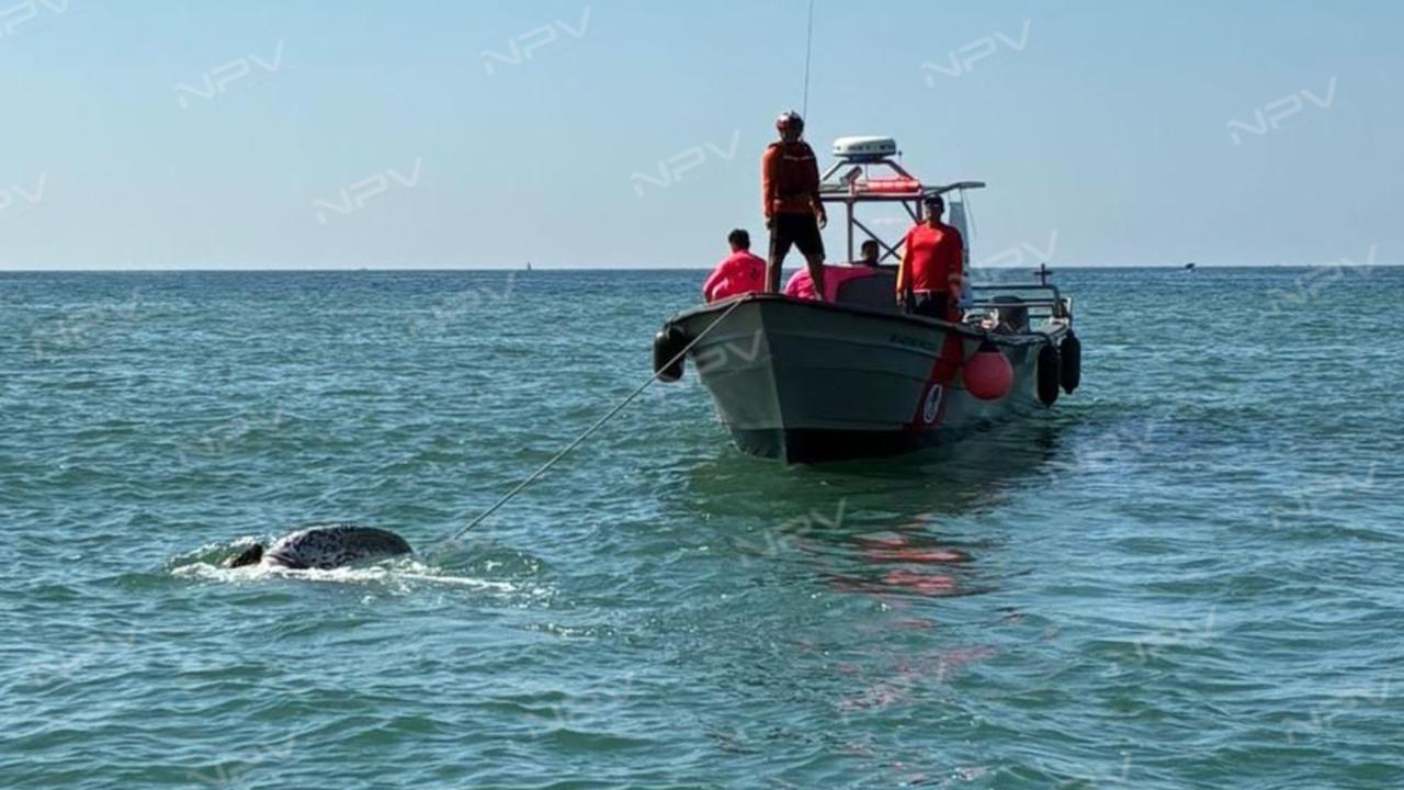 La Marina actúa para rescatar a una tortuga Laúd herida en Playa de Oro