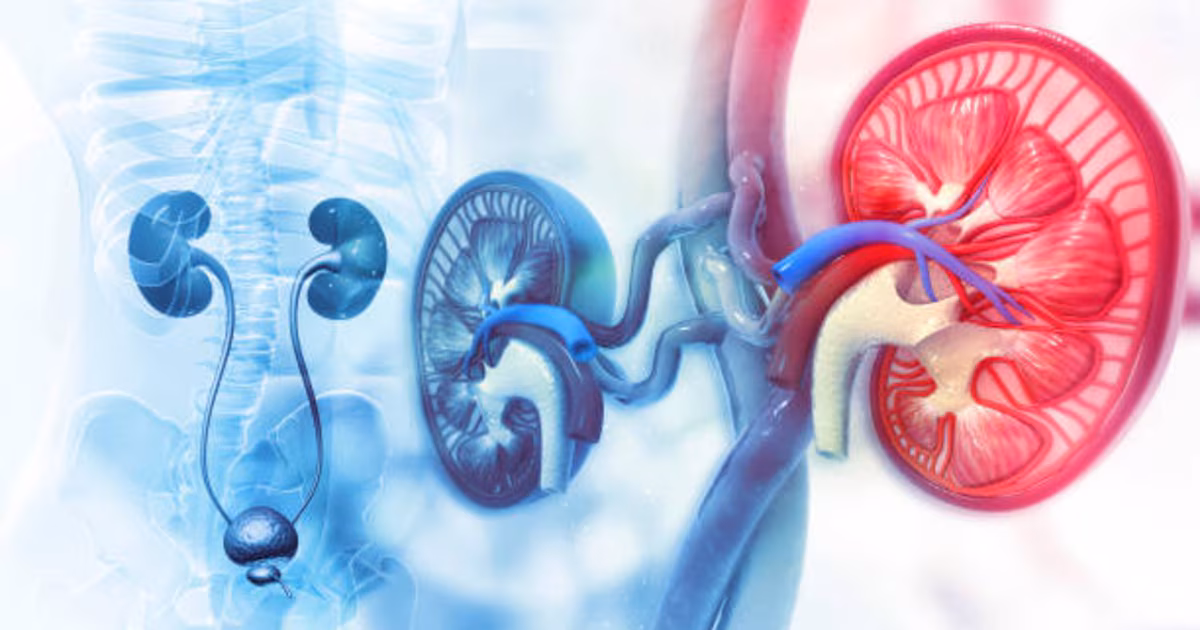 La bebida natural imprescindible para proteger tus vías urinarias en invierno