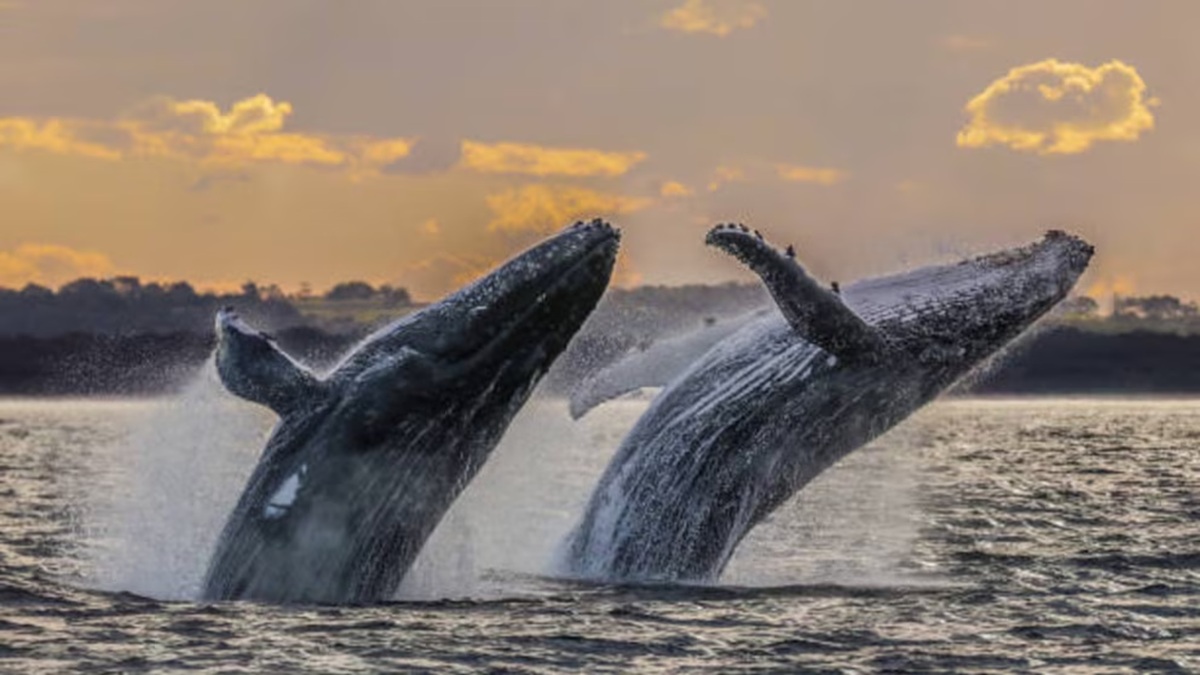Las ballenas buscan las costas de México como un refugio seguro en invierno