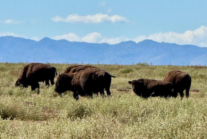 Liberan 44 bisontes en reserva de Coahuila como parte de una iniciativa de conservación de praderas de 25 años