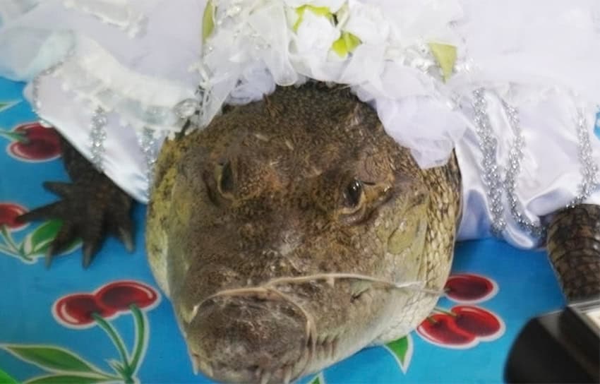 Los momentos más destacados de ‘México mágico’ en 2025: jaguares resurgentes, novias caimanes y el terror de los tabloides