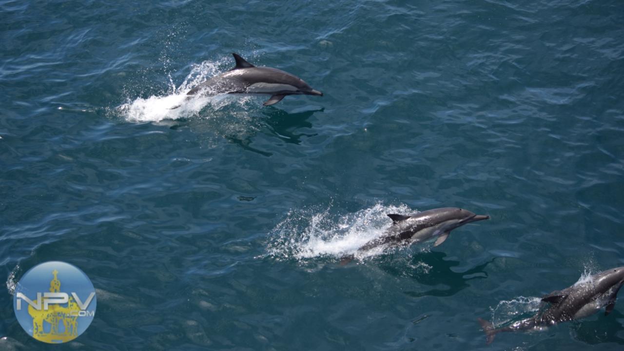 México presenta su Plan Oceánico Sostenible para impulsar el desarrollo de Puerto Vallarta y Bahía de Banderas