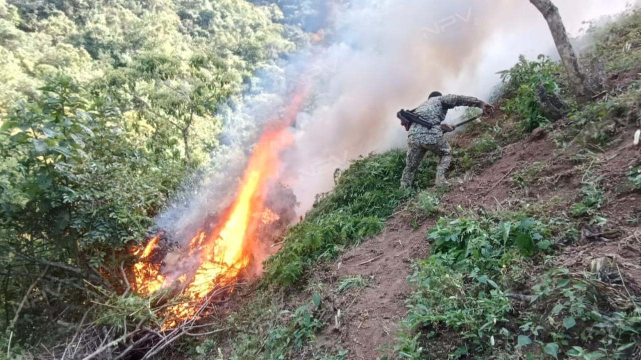 Militares desmantelan 17 cultivos de marihuana en Mascota.