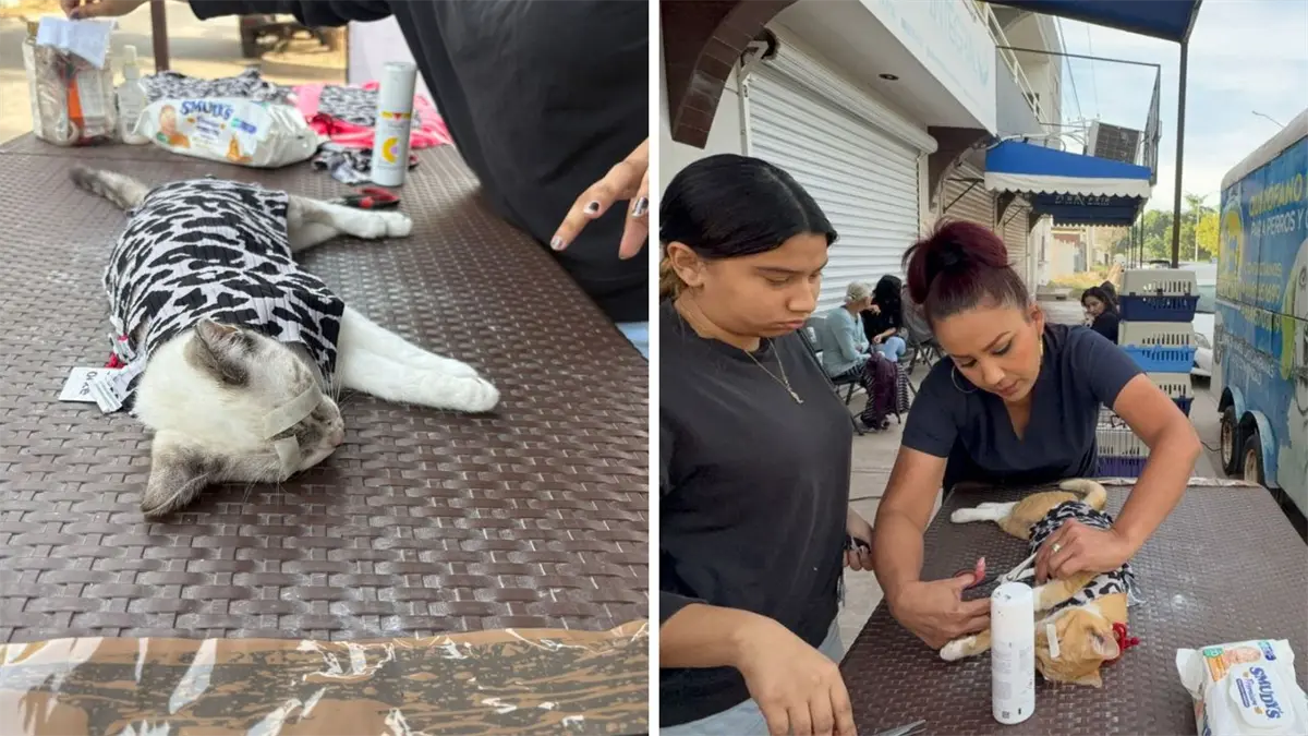 Navidad para Todos inicia con esterilizaciones sin costo y promueve la conciencia sobre el bienestar animal en Los Mochis