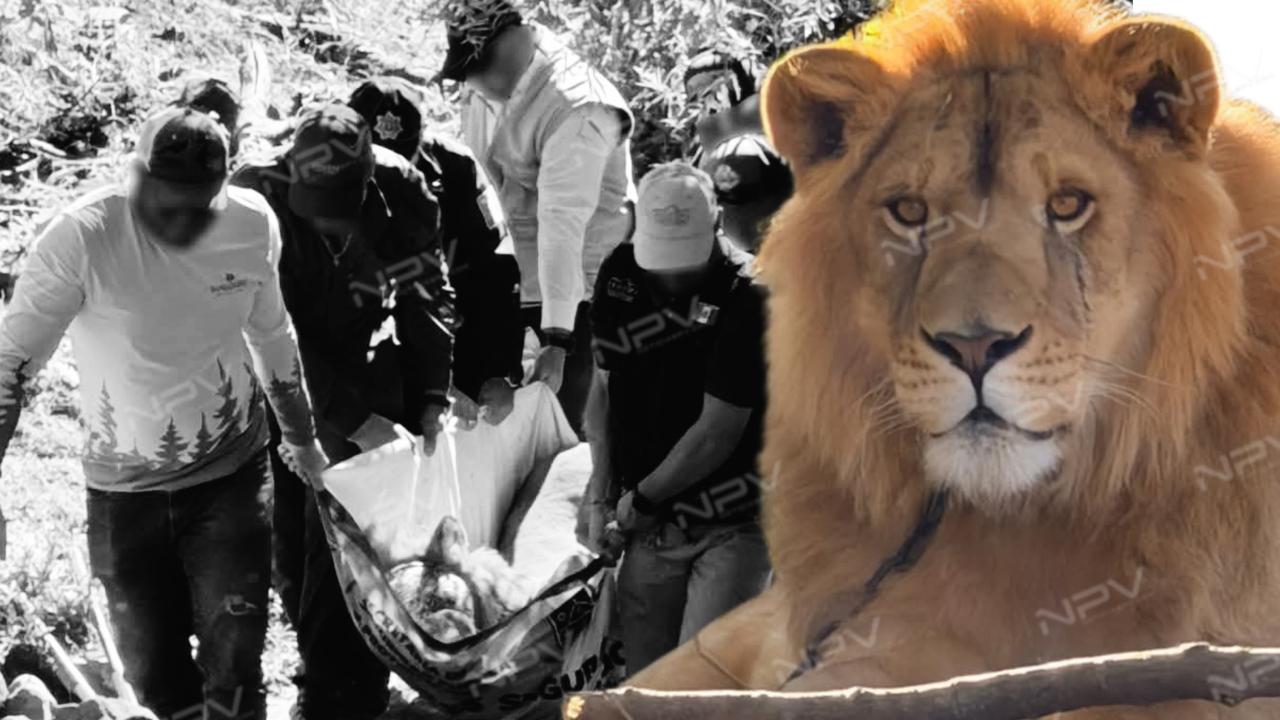 PROFEPA salva a un león en abandono en Ixtlán del Río