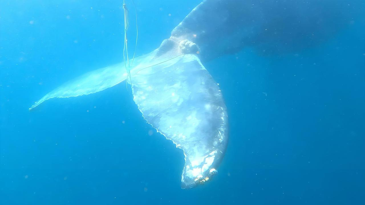 Rescatan a una Ballena Jorobada atrapada por redes cerca de las Islas Marietas