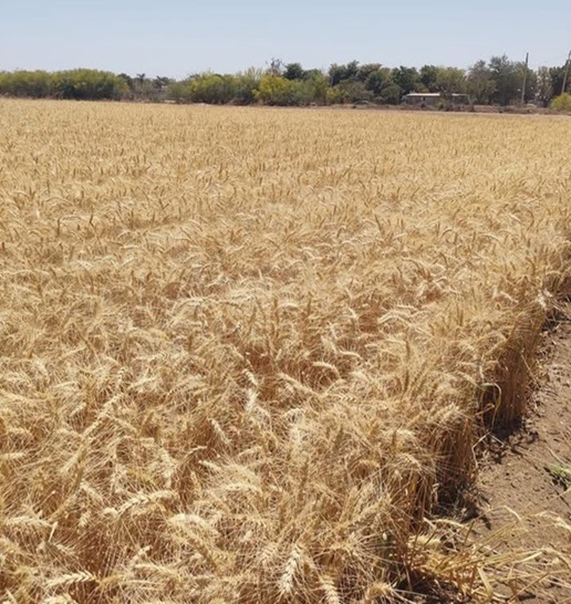 SADER realizará los pagos a los productores de trigo en Sinaloa en un plazo de hasta 10 días.