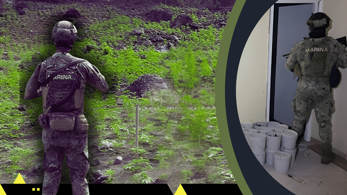 Semar arrasa con 90,000 plantas de marihuana en Ixtlán del Río, Nayarit