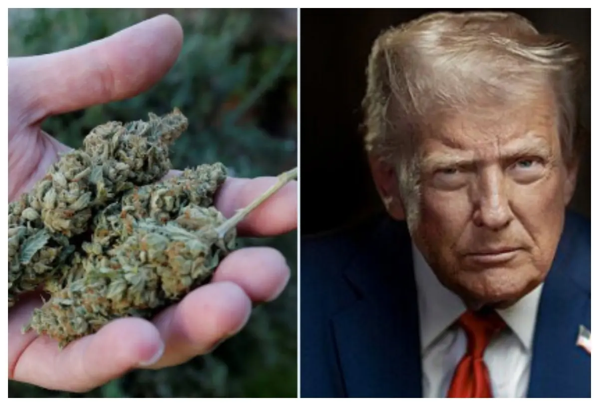 Trump considera cambiar la clasificación de la marihuana a una sustancia de menor riesgo.