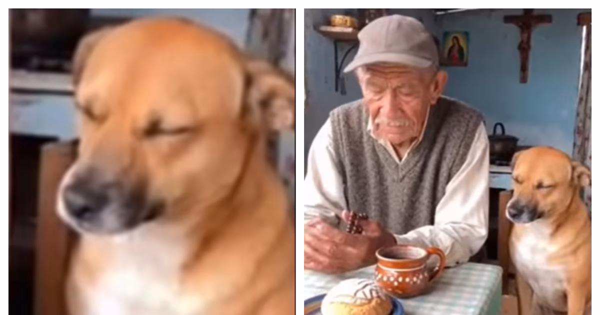 Un perrito demuestra su respeto al orar con su dueño, conquistando corazones en redes sociales