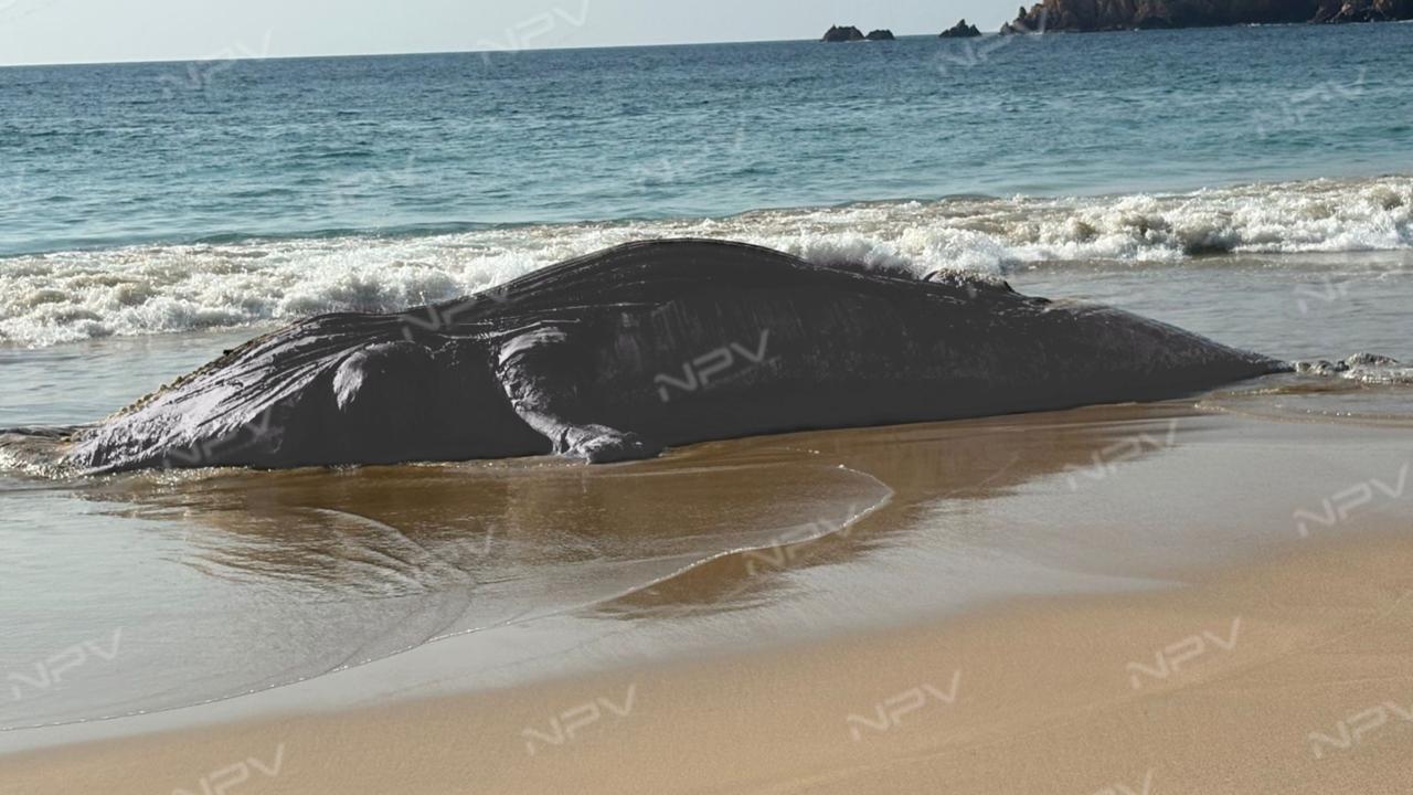 Una ballena muerta aparece en Playa Mezcales, Pérula