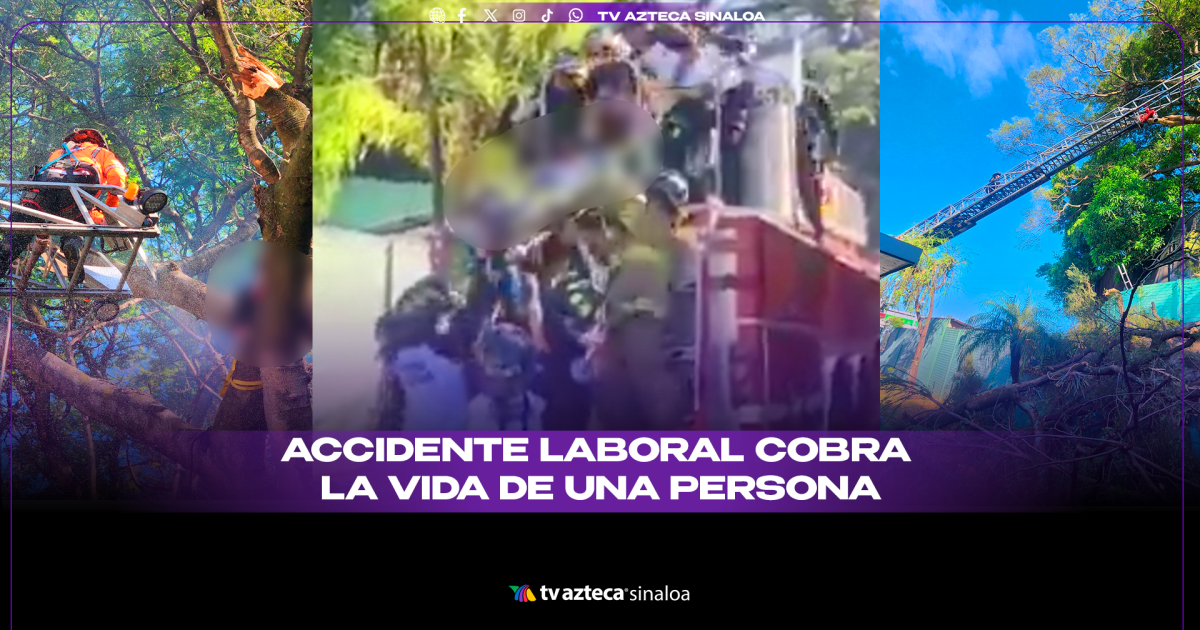 VIDEO| ¡Trágico accidente en el trabajo! Hombre fallece al podar un árbol