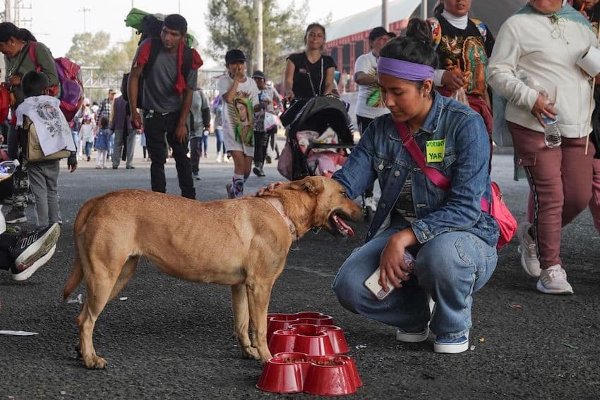 Voluntarios rescatarán perros abandonados durante la peregrinación a la Virgen de Guadalupe.
