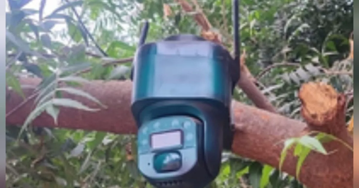 ¡Descubren una cámara solar en un árbol en El Bledal, Navolato!