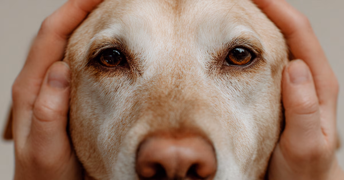 ¿Cómo puedo proteger a mi perro del ruido de los fuegos artificiales con tapones para los oídos? Alternativas y consejos para su seguridad.
