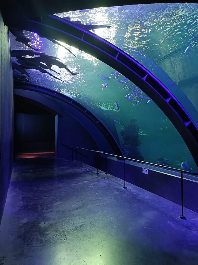 Descubre el Gran Acuario Mazatlán: una experiencia inmersiva en el océano