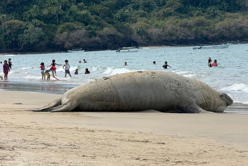 Panchito, la foca elefante errante, llega de nuevo a México, esta vez a Nayarit