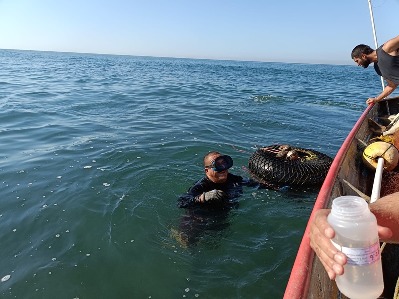 Refuerzan la vigilancia sanitaria antes de la Feria del Ostión Celestino 2026