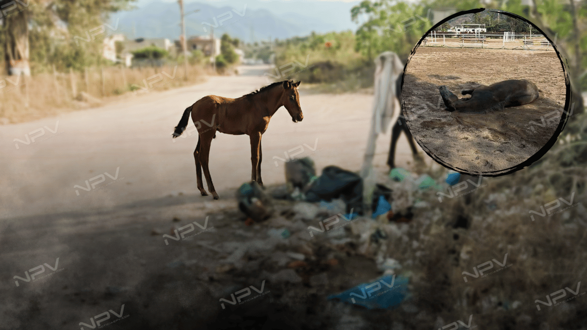 El Progreso: La trágica muerte de caballos por abandono y la apatía de las autoridades