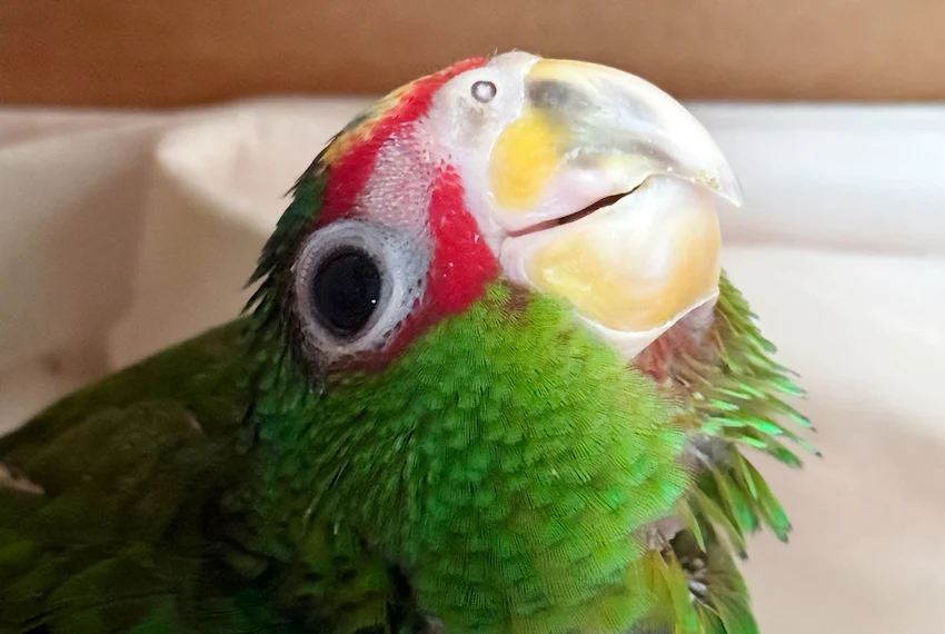 Las autoridades de EE. UU. devuelven 11 loros mexicanos confiscados en la frontera