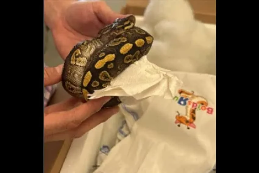 Funcionarios de aduanas en EE. UU. incautan 39 pitones que eran contrabandeadas hacia México en un tractor