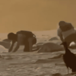 Cazan furtivamente huevos de tortuga en un santuario de Oaxaca, activando una investigación federal en video