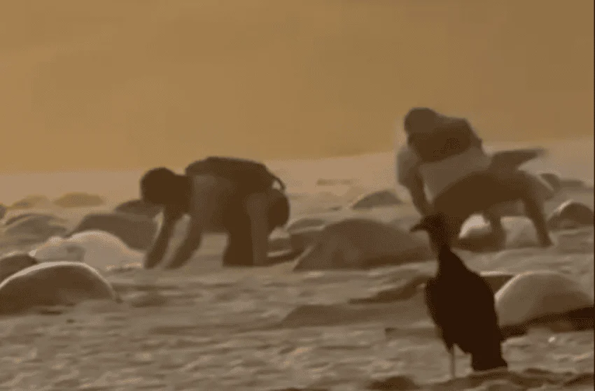 Cazan furtivamente huevos de tortuga en un santuario de Oaxaca, activando una investigación federal en video