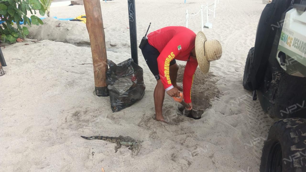 Descubren un nuevo cocodrilo muerto en las aguas de Puerto Vallarta