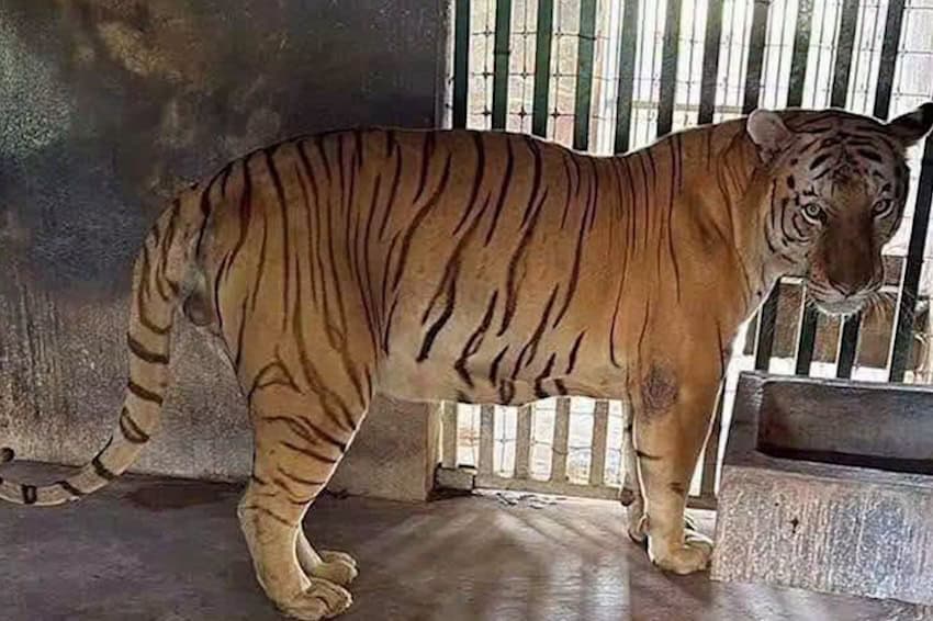 Desmantelan red de robo de combustible en Tamaulipas y descubren rancho con 135 animales exóticos, desde tigres hasta monos araña