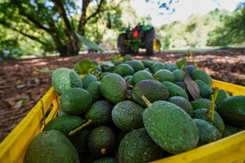 EE. UU. suspende importaciones de aguacates desde México por una 'amenaza a sus intereses' no especificada