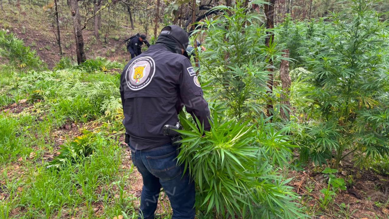 La Fiscalía desmantela dos cultivos de marihuana en la sierra nayarita
