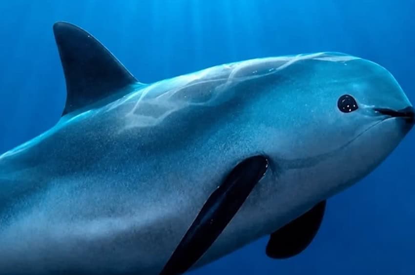 La UNESCO otorga a México 6 meses para demostrar 'acciones concretas' en la protección de las vaquitas en peligro.