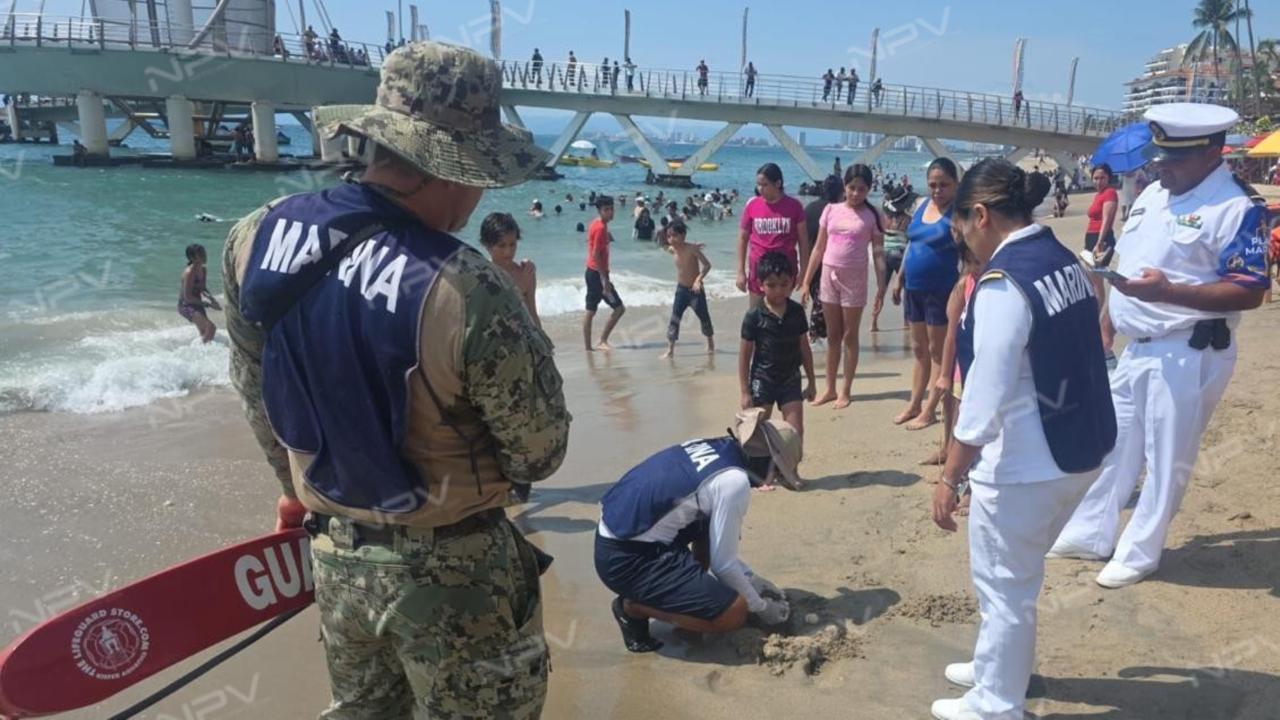 Marina protege y encuentra huevos de tortuga en la playa Los Muertos