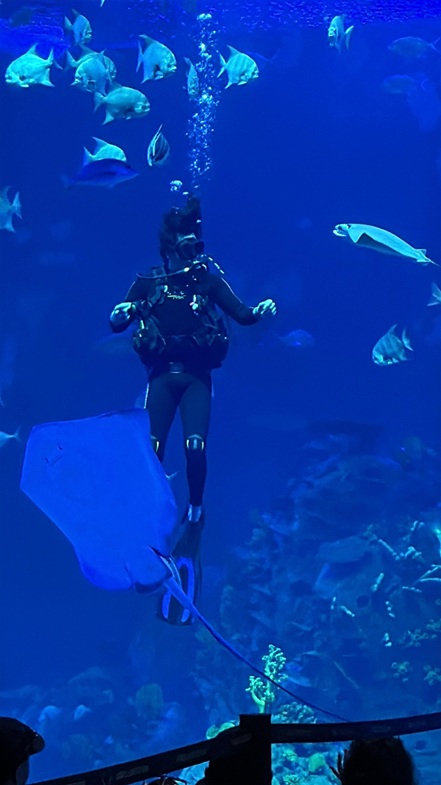 Buzos del Gran Acuario de Mazatlán: De la pasión por el océano a una misión de conservación
