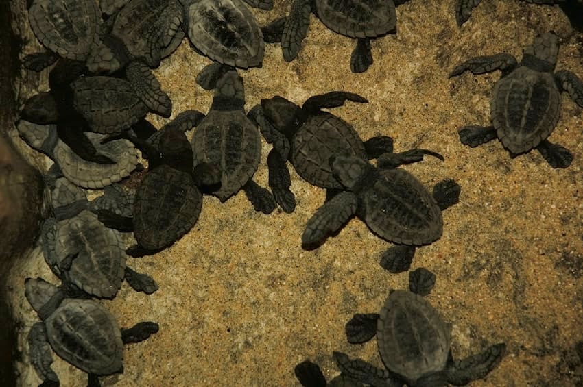 Más de 100,000 tortugas laúd llegan en un evento masivo de anidación a la Playa Escobilla en Oaxaca.